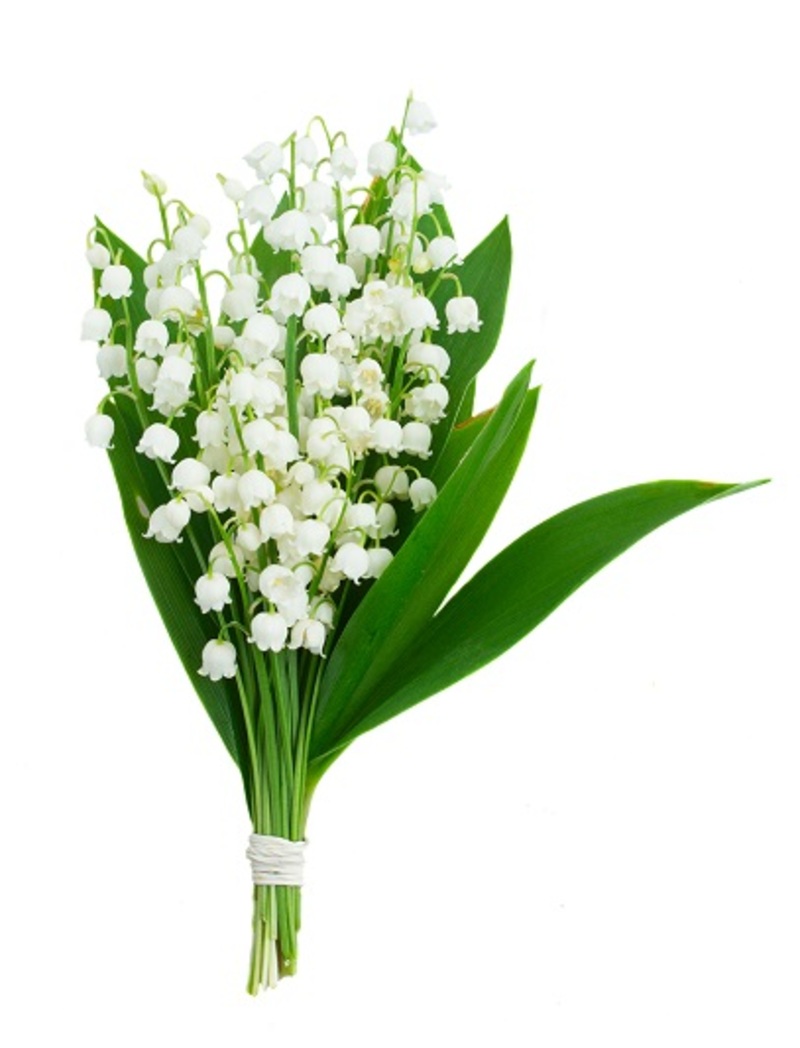 bouquets  / bridal bouquets