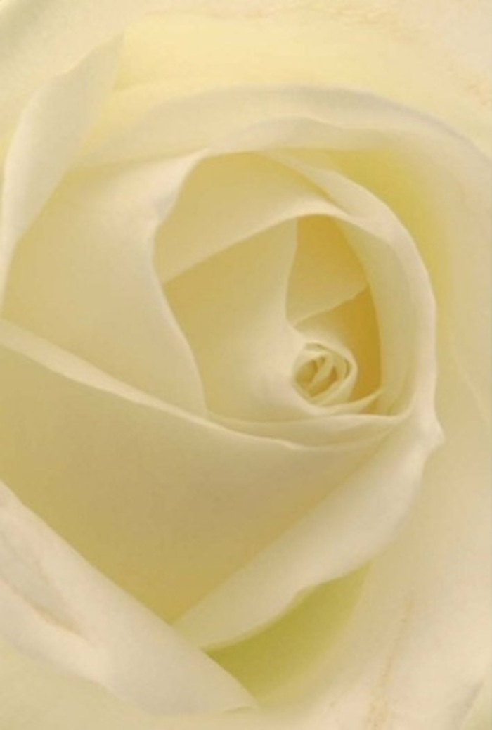 From a close perspective, this classic white rose emanates tranquility and understated elegance, its soft layers reminiscent of the peaceful corners of Vauxhall Park on a sunny afternoon. The petals transition seamlessly from snow-white to muted cream, their delicate forms illuminated as though the flower glows from within. Each layer is arranged with the precision and patience of an expert Vauxhall Florist, evoking feelings of both renewal and enduring affection. Whether chosen for a thoughtful apology, a romantic surprise, or a striking wedding centrepiece at one of the area's riverfront venues, the rose's spiral heart suggests purity and gentle resilience. The interplay of shadow and luminous highlights across the petals lends richness and depth, accentuating the bloom's remarkable natural beauty. Even the air seems to hum with the faintest fragrance-fresh, clean, and ever so comforting. This rose, crafted for delivery across Vauxhall and neighboring Oval, stands as an elegant ambassador for heartfelt emotion and artisanal skill.